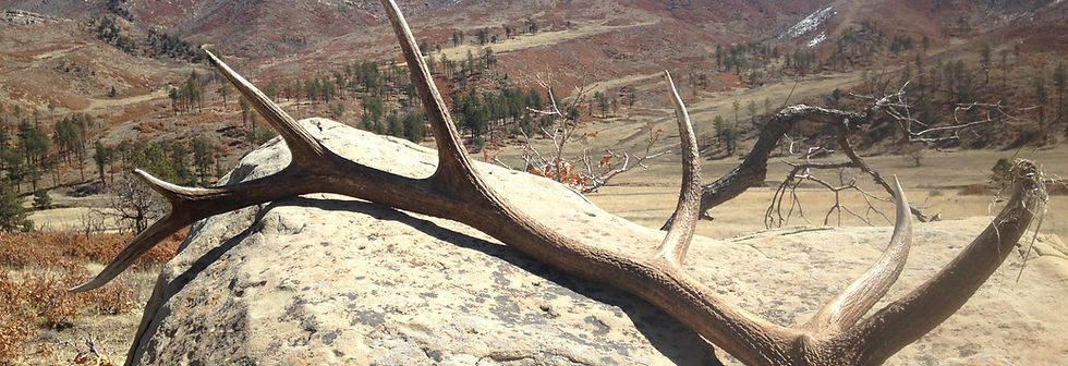 Elk Antler