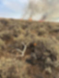 sagebrush fire.jpg