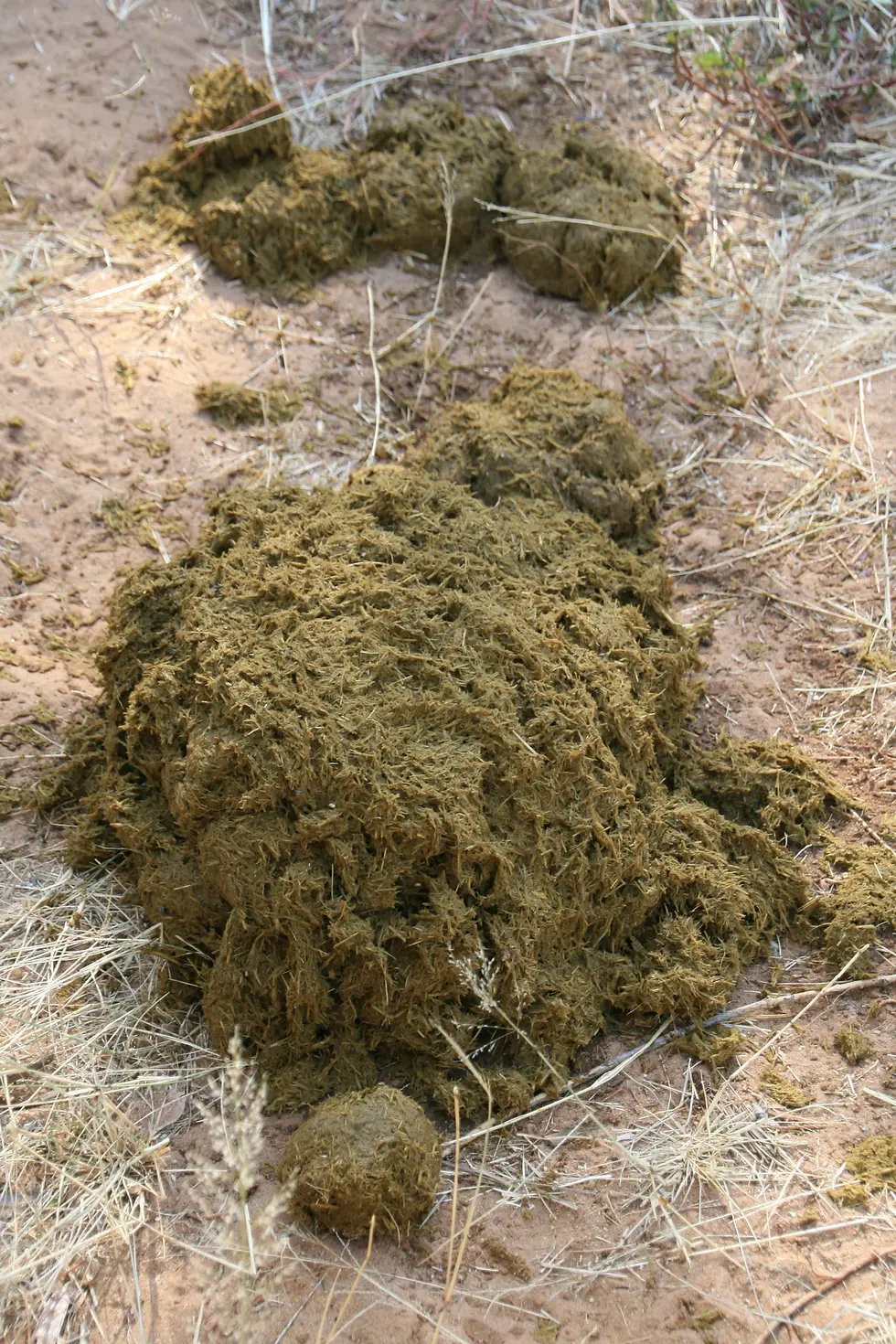Elephants have extremely low feed efficiency. They only process about 40% of the fodder they consume. This explains why they need to eat approximately 20 hours per day.