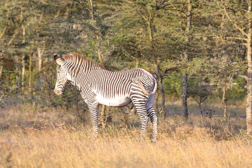 Greevy's Zebras are much larger and heavier muscled than the common zebra. Their strips are more narrow and they don't extend under the belly.