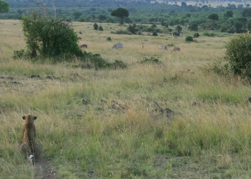 The gazelle has spotted the leopard...