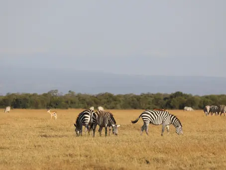 First Stop – Ol Pejeta