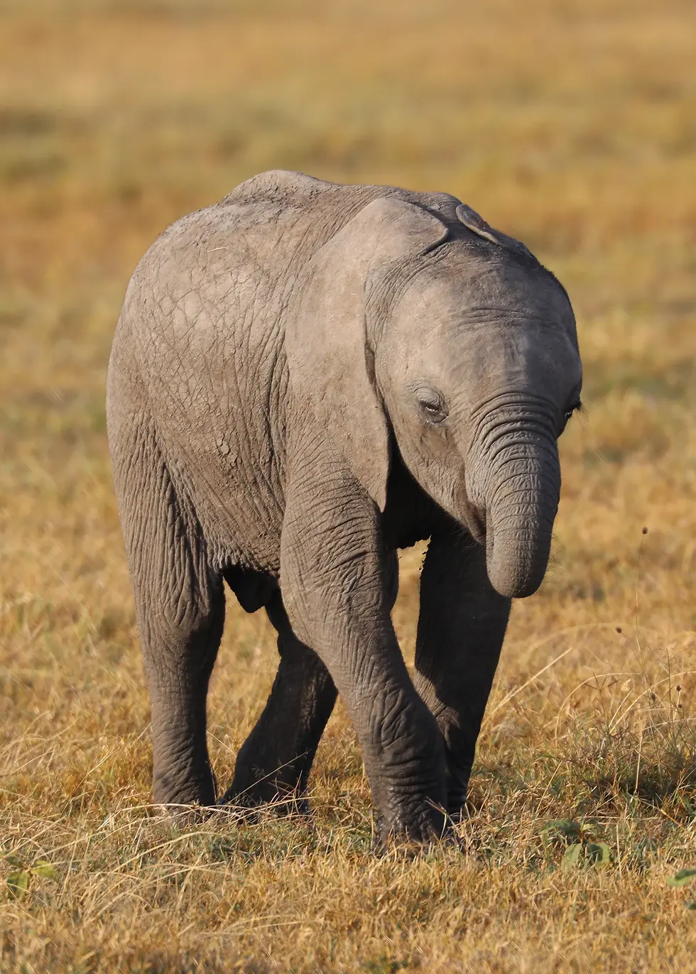 Baby elephants are SO adorable!