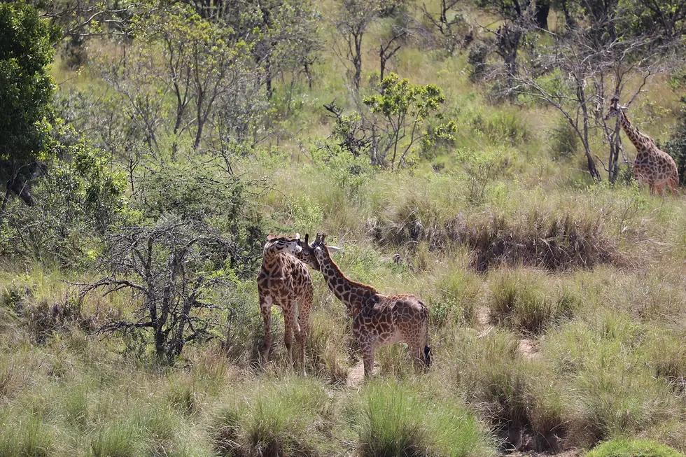 Giraffes gathered on the river back too.