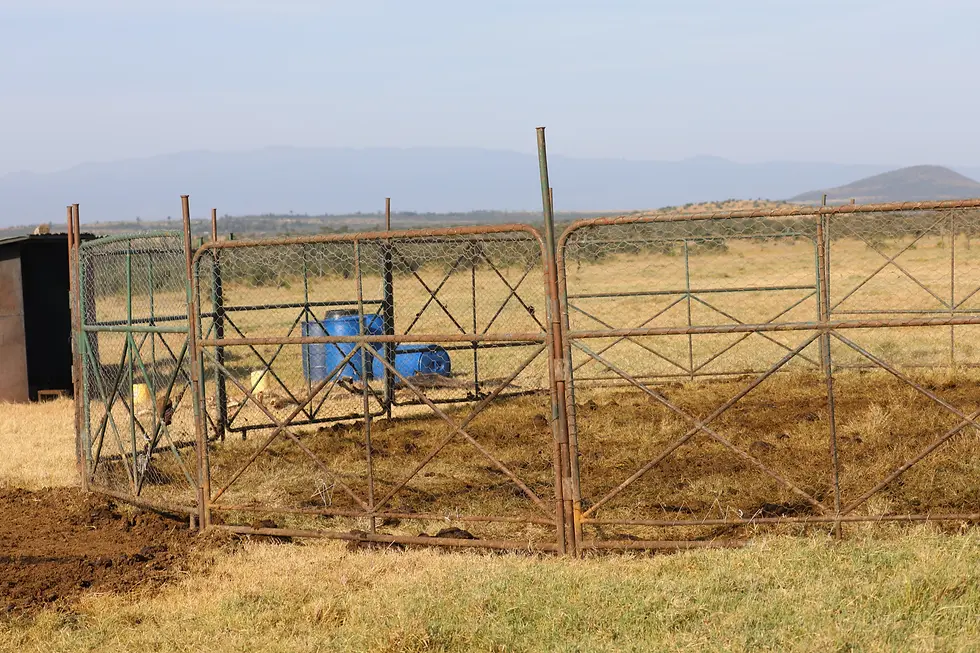 All the cattle are held in portable corrals at night. The chain link wire over the pipe frames helps to lion proof the panels. There are guards on duty all night as well.