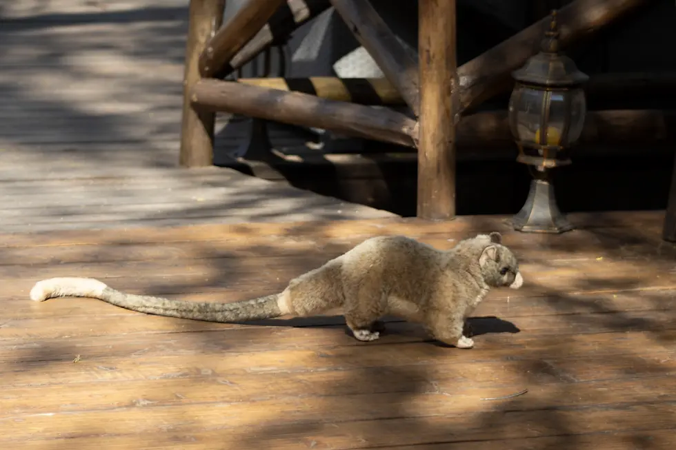 They even used stuffed animals in attempt to intimidate the Vervet monkeys.