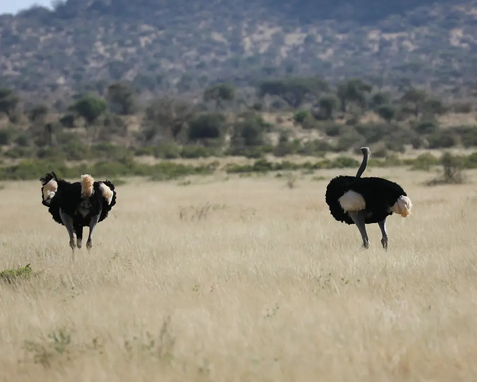 A pair of Masai Ostrich
