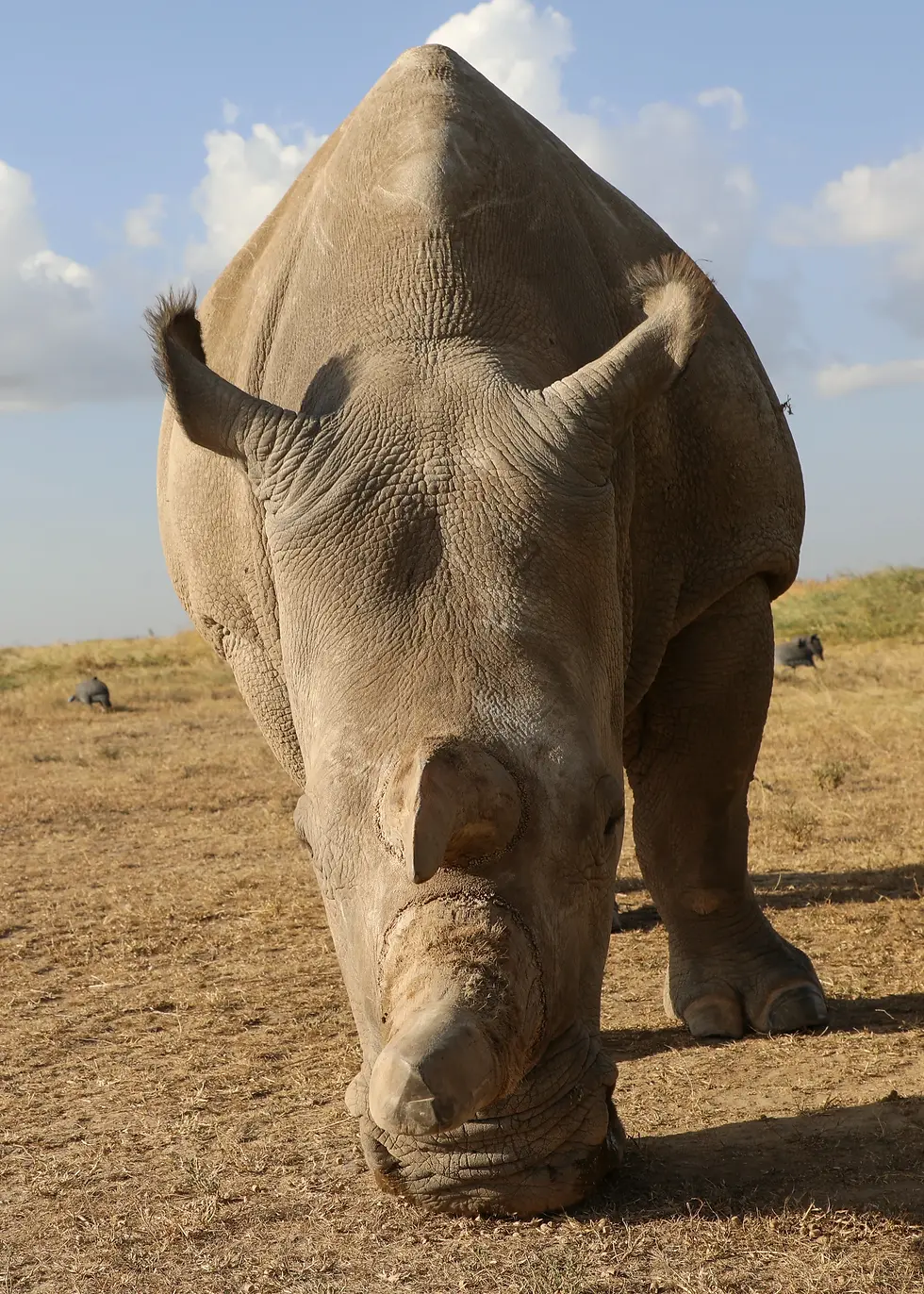Fatu is the 25 yr old daughter of Najin.