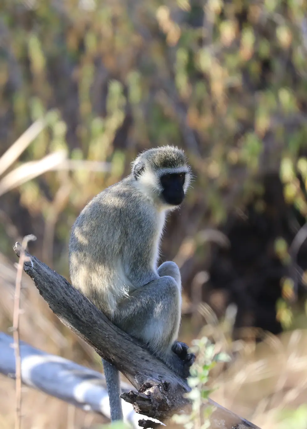 Vervet Monkeys