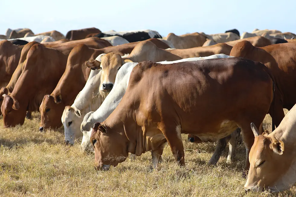 They run 7000 head of Boran cattle.