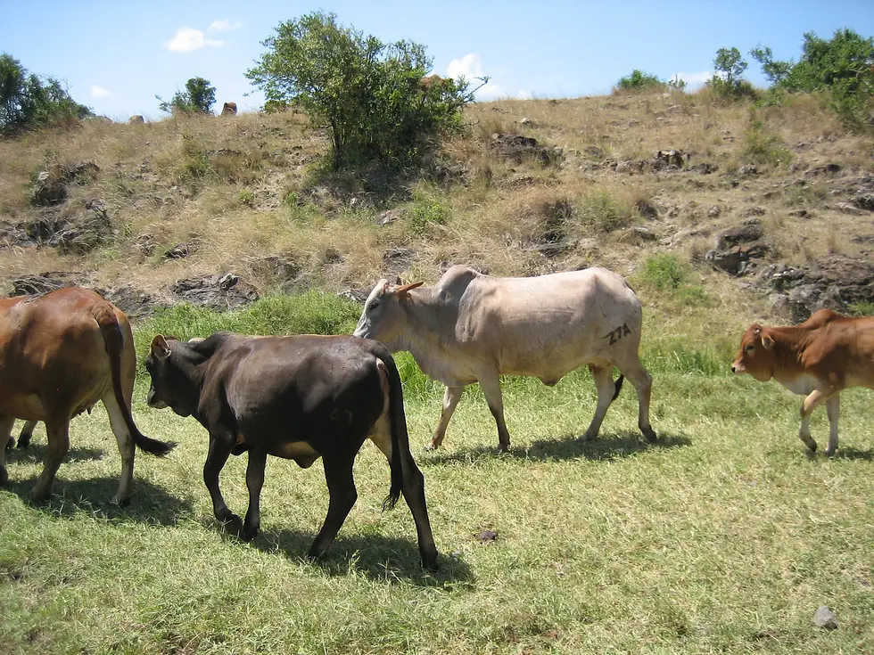 They also have around 500 head of Ankole cattle.