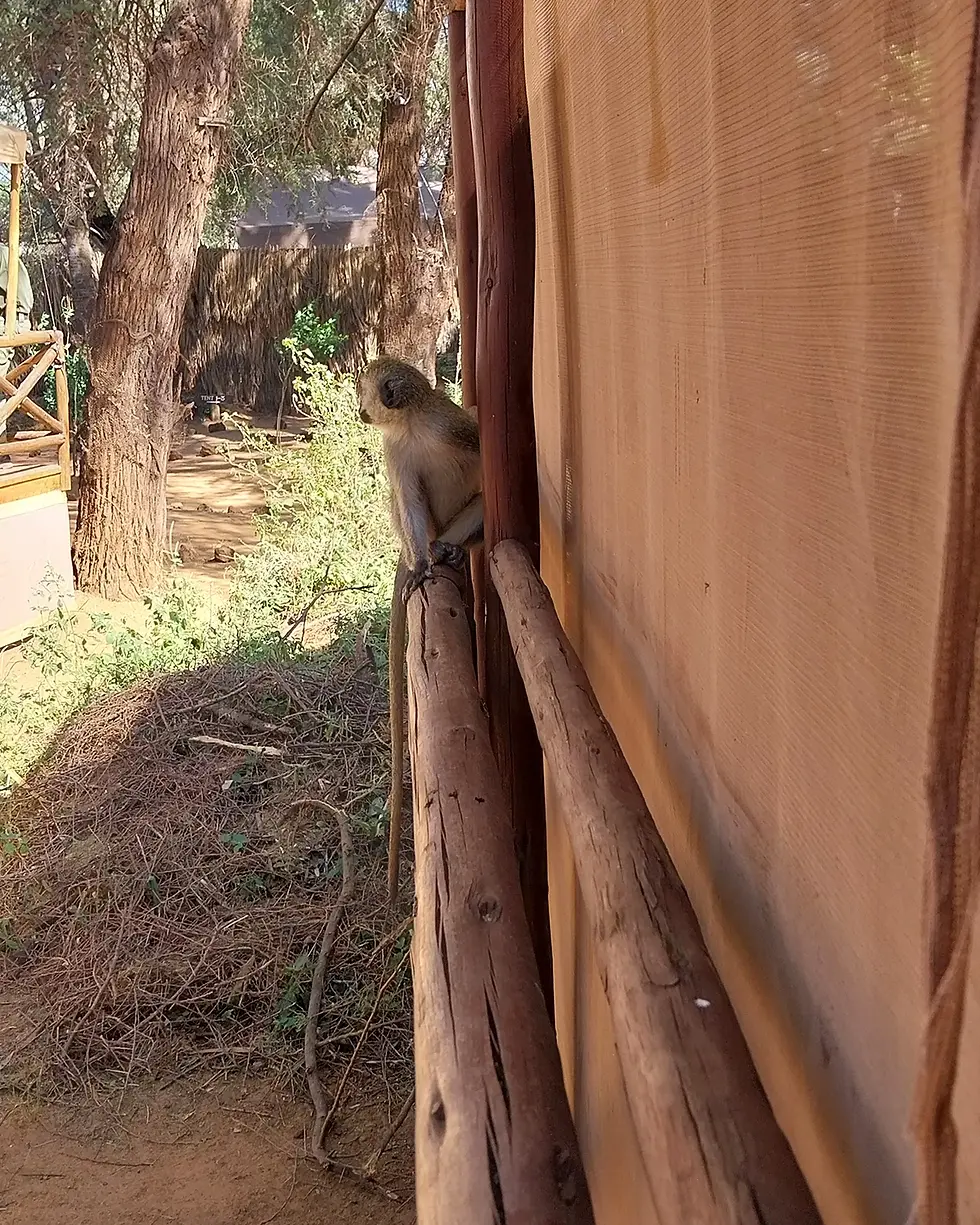 This little guy was hanging out on the washroom tent.