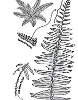 Chrisrmas Fern illustration
