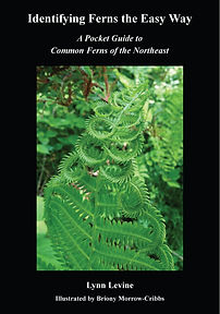 Fern Book cover Identifying ferns the ea