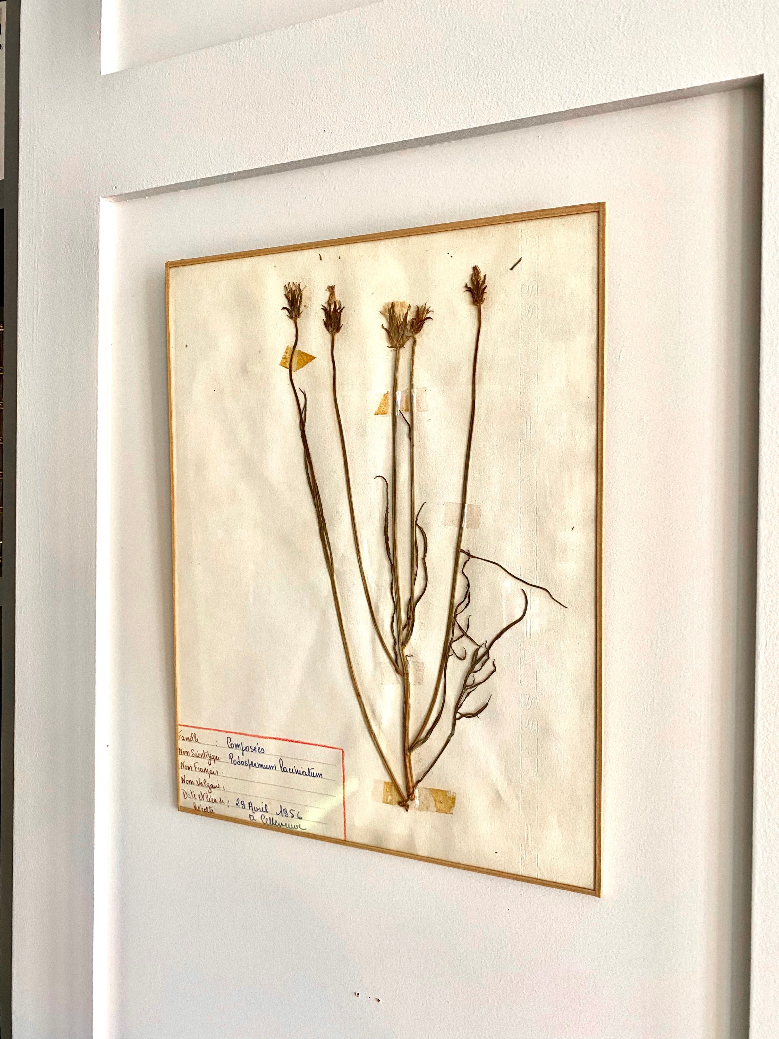 Herbarium no. 6 Podospermum laciniatum 1956