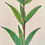 Miniatura: "Leaf arrangement" Gorgeous school poster from the 1960s
