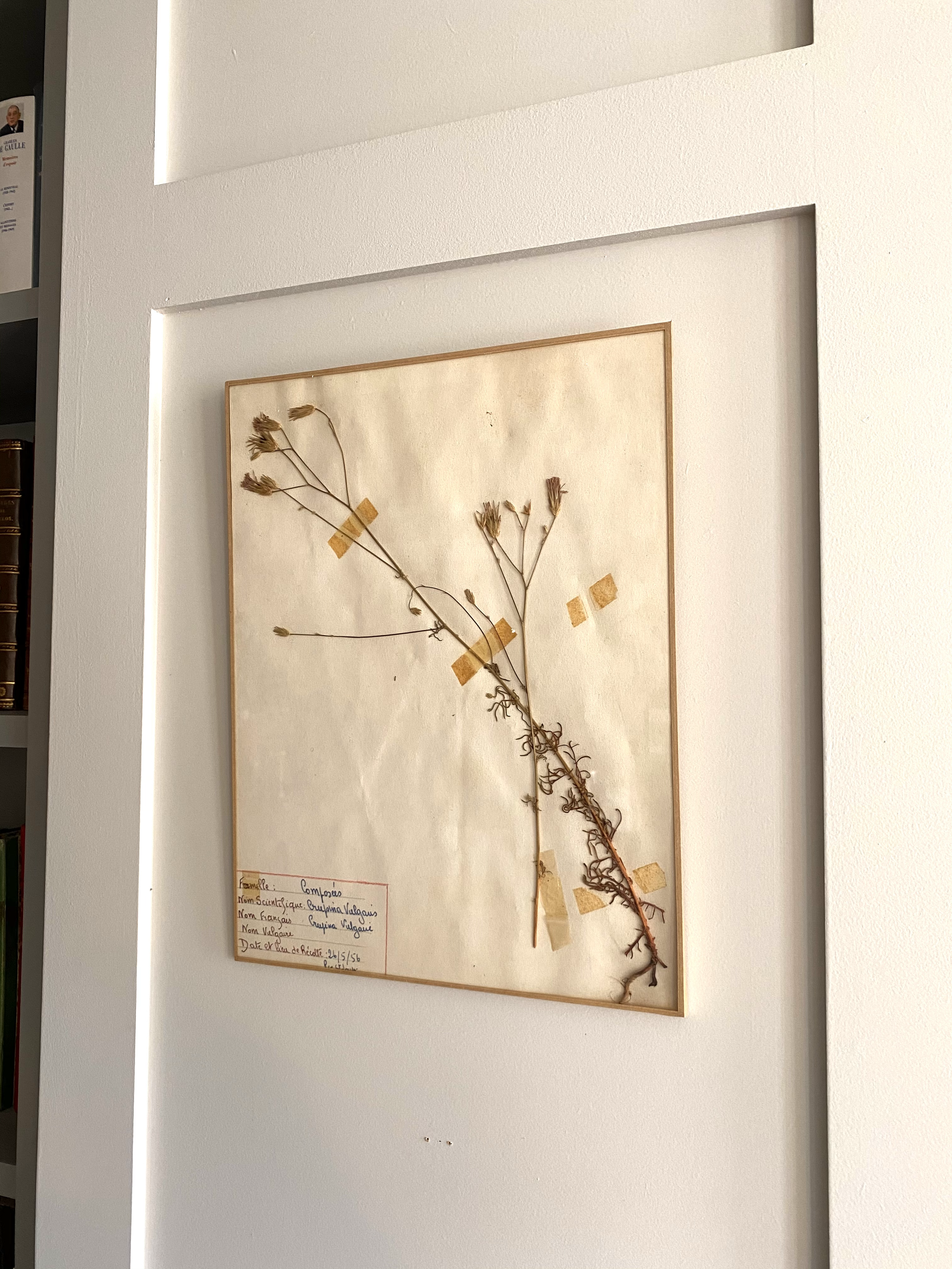 Herbarium no. 3 Crupina vulgaris 1956