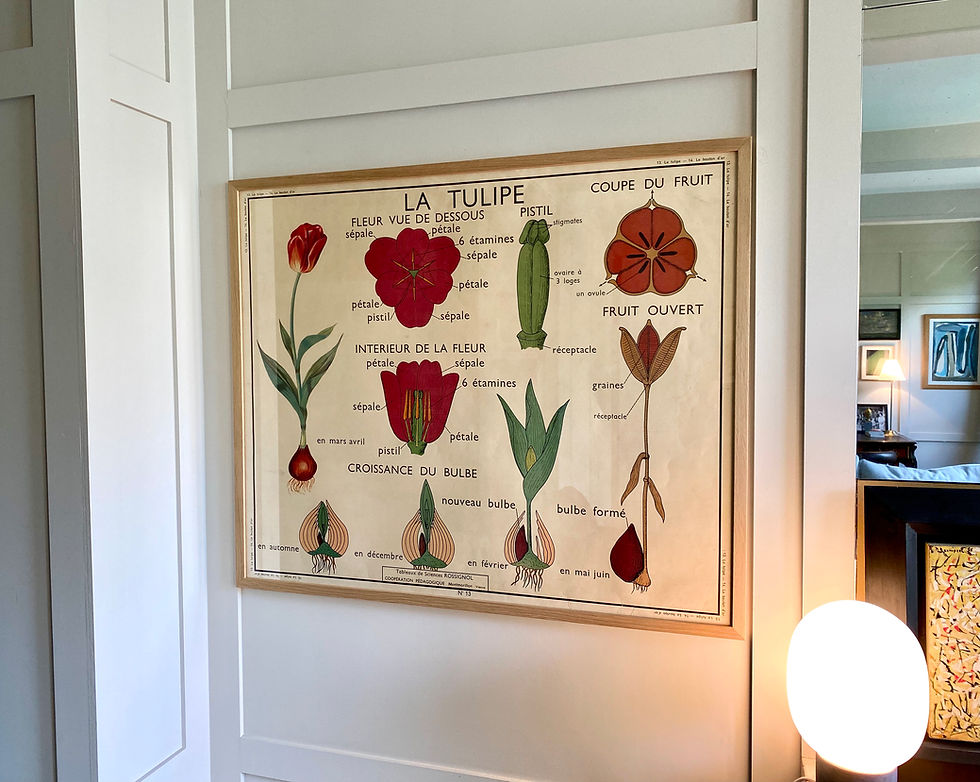 Miniature : "The Tulip" Beautiful school poster from the 1960s