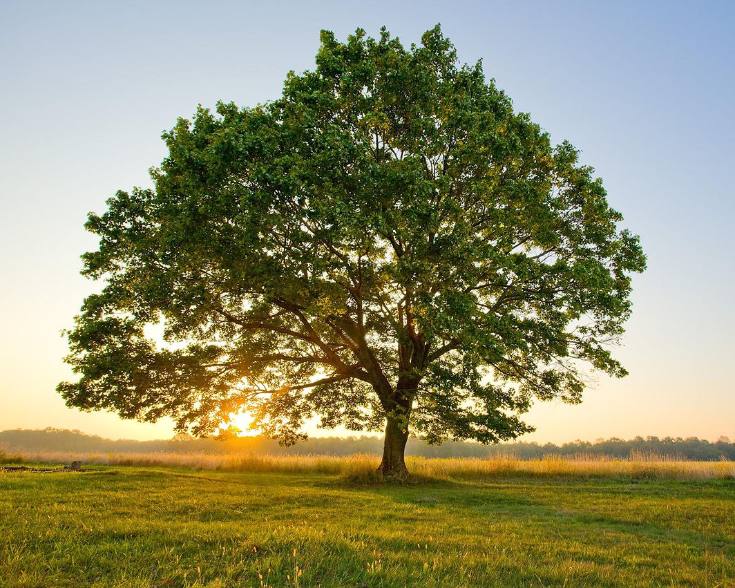 summer tree.jpg