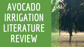 Avocado Irrigation Literature Review