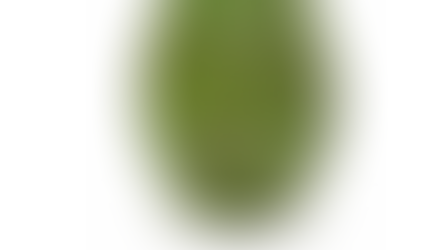 Tackling Lenticel Damage in Avocados