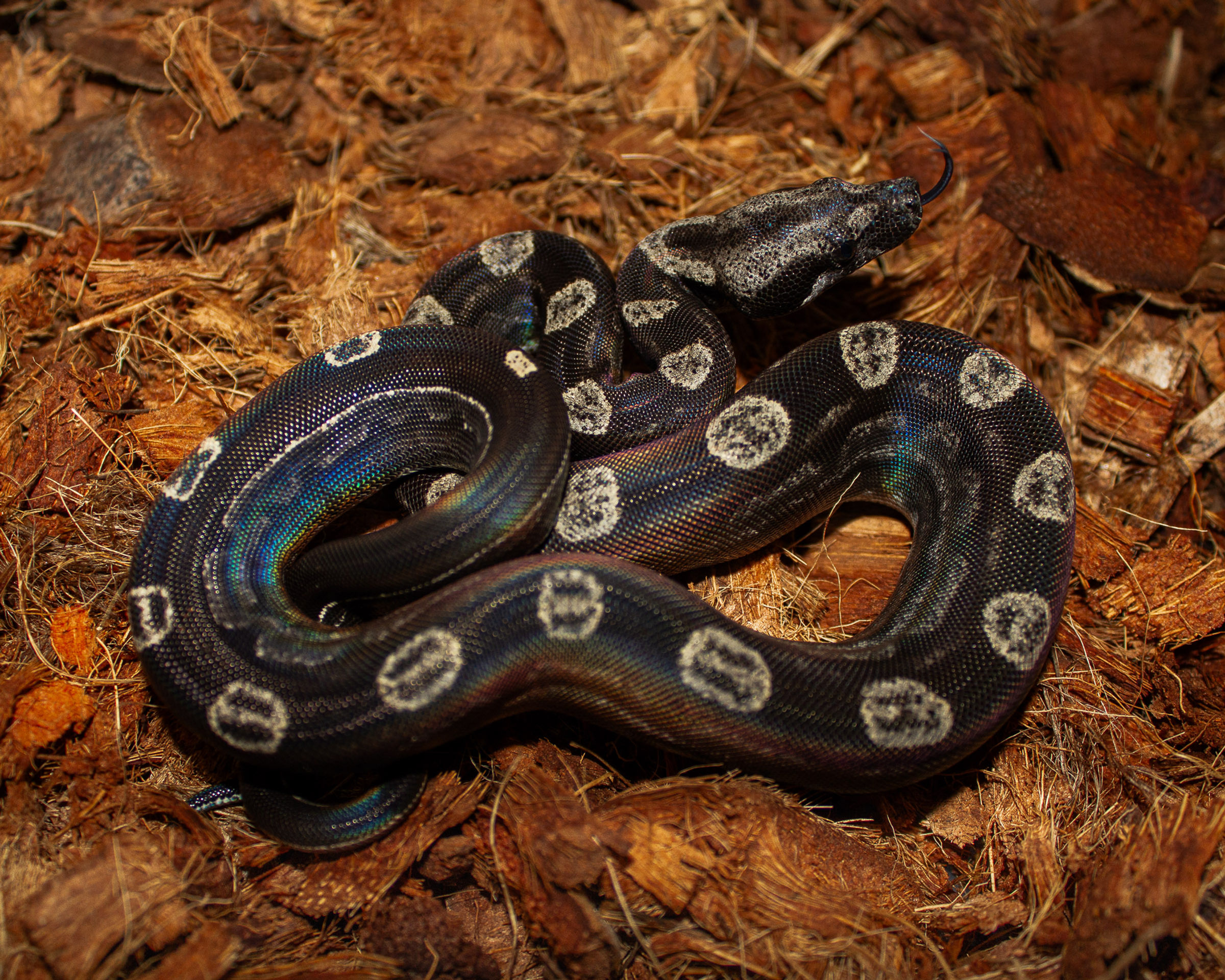Baby IMG Anery Motley Boa Constrictor
