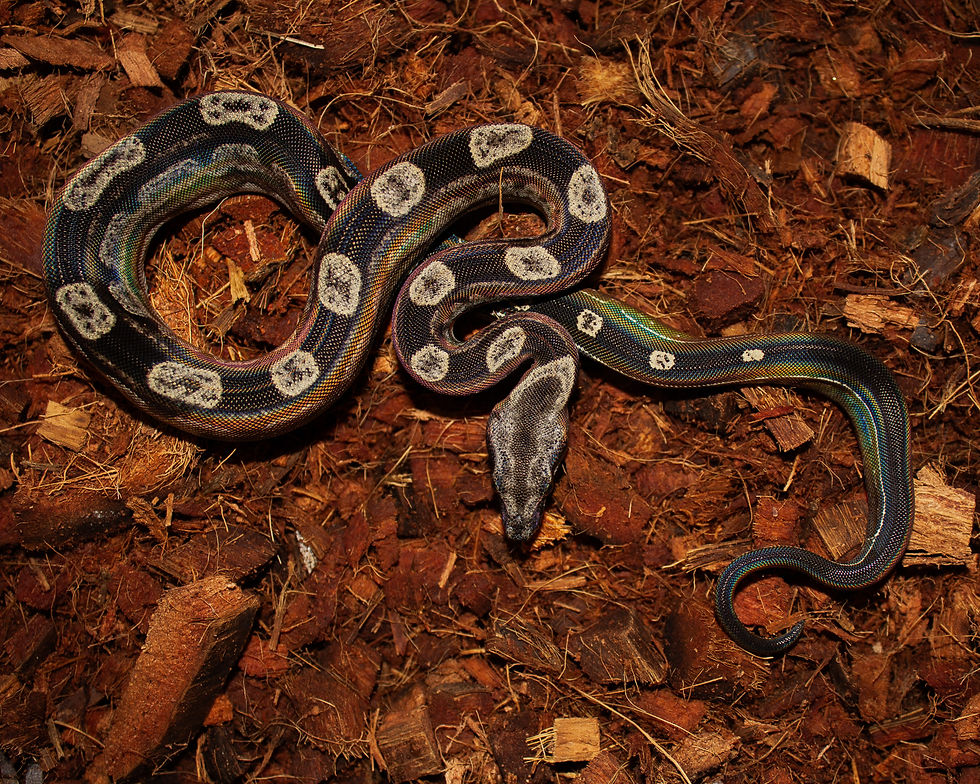 Thumbnail: Black IMG Motley Boa Constrictor