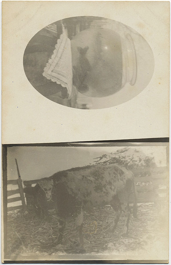 Thumbnail: STRANGE DOUBLE IMAGE RPPC w FISH inBOWL and COW CALF in FIELD
