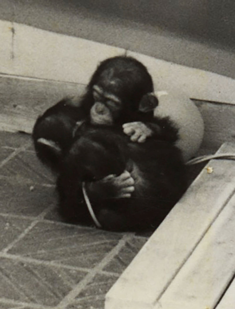 Thumbnail: HEARTBREAKING SUPER SAD TRAUMATISED CHIMPS EMBRACE COMFORT EACH OTHER ZOO CAGE