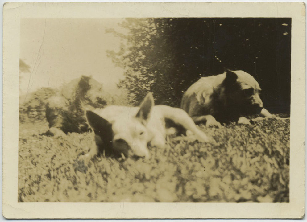LET SLEEPING DOGS LIE POOCH-EYE VIEW of PETS on GRASS NAPPING