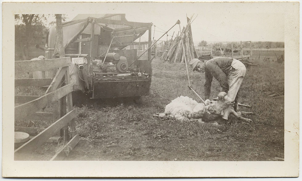 UNUSUAL SHEEP SHEARING MAN CUTS FLEECE w VEHICLE POWERED SHEARING SCISSORS!!