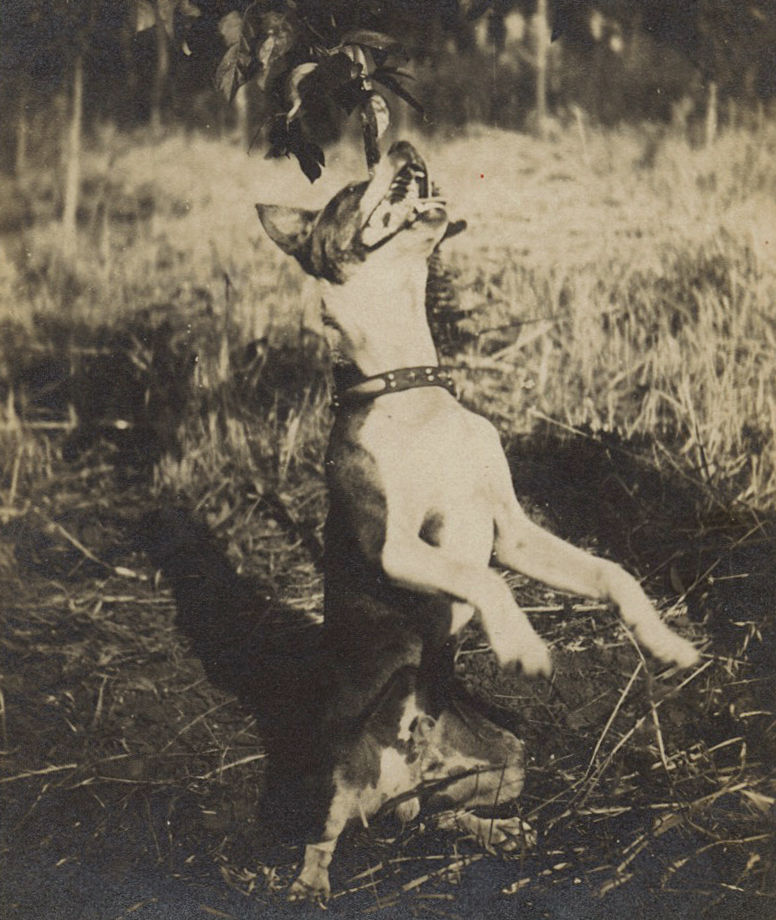 Thumbnail: ADORABLE CUTE TERRIOR DOG PUPPY STANDS HIND LEGS SNAPS YAPPING at LEAF CAPTION