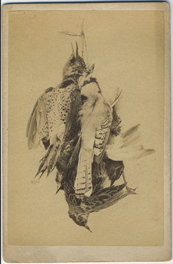 fp5482(CDV_Birds_Entangled_Feathers)