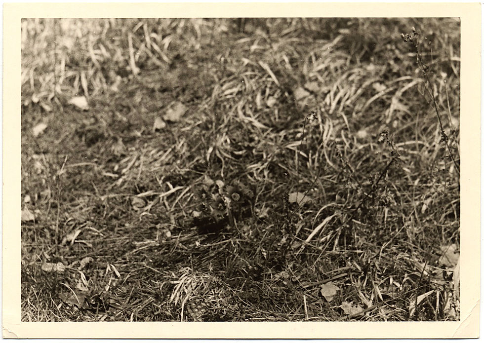 Thumbnail: VAIN ATTEMPT to PHOTOGRAPH SPRING FLOWERS ENDS in FAILED PHOTO MONOCHROME DEFEAT
