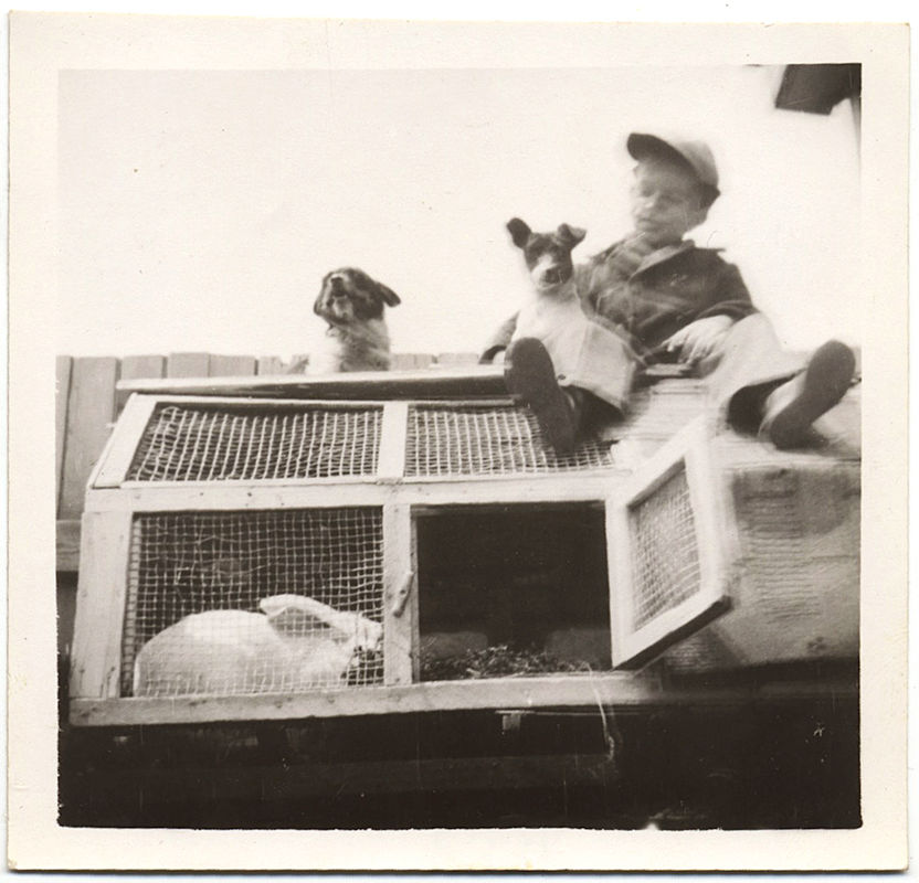 FABULOUS LITTLE BOY PET JACK RUSSELL TERRIER DOG on ROOF of RABBIT HUTCH BUNNY