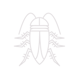 Cockroach