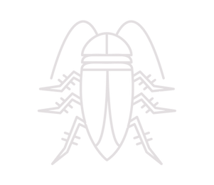 Cockroach