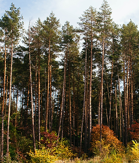 Untitled design (9).png