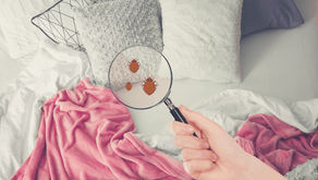 Vệ Sinh Chỗ Ngủ Khi Đi Du Lịch: Bạn Có Đang Bỏ Qua Mối Nguy Hiểm Này?