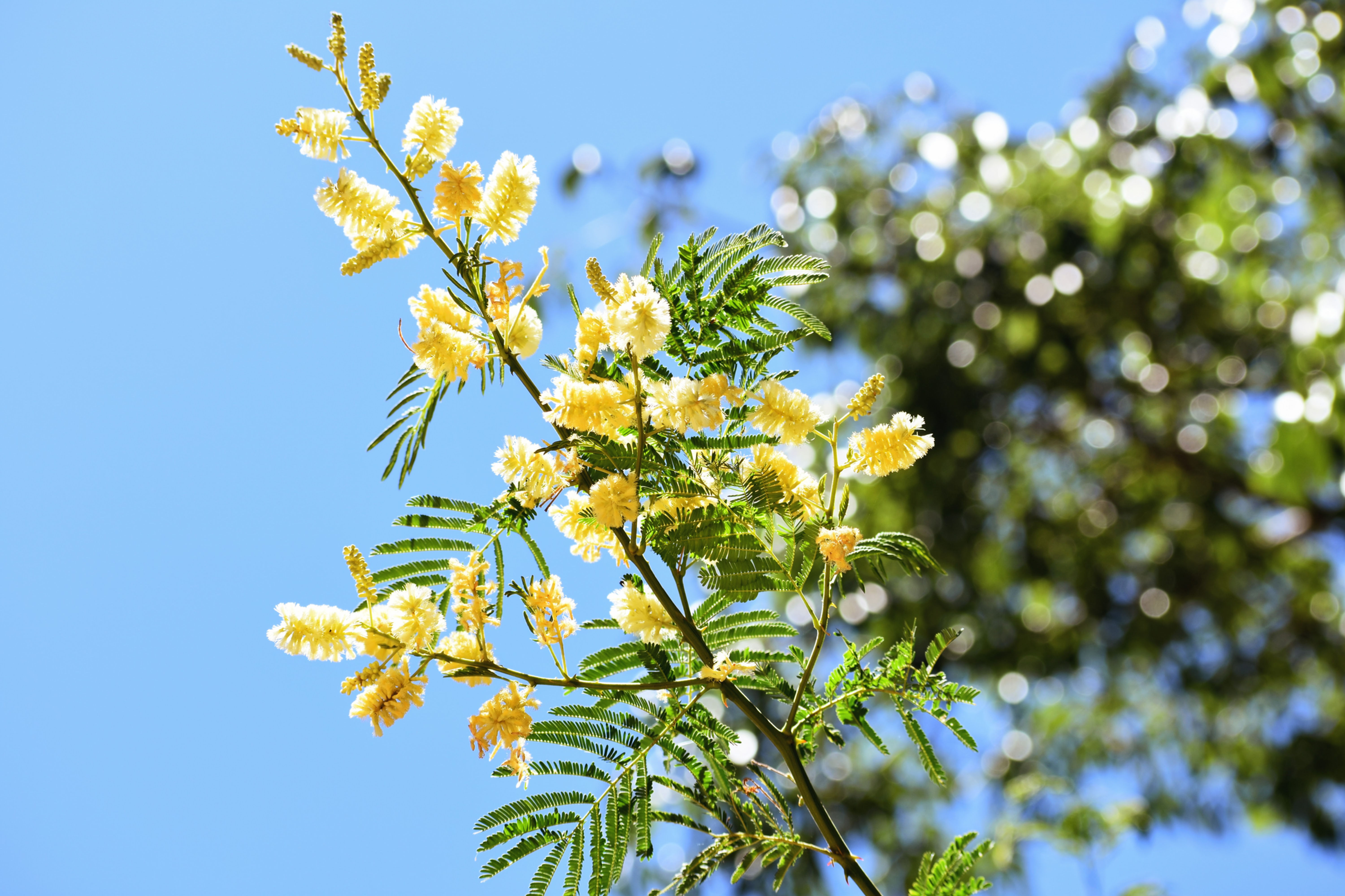 Ñapinday (Senegalia bonariensis)