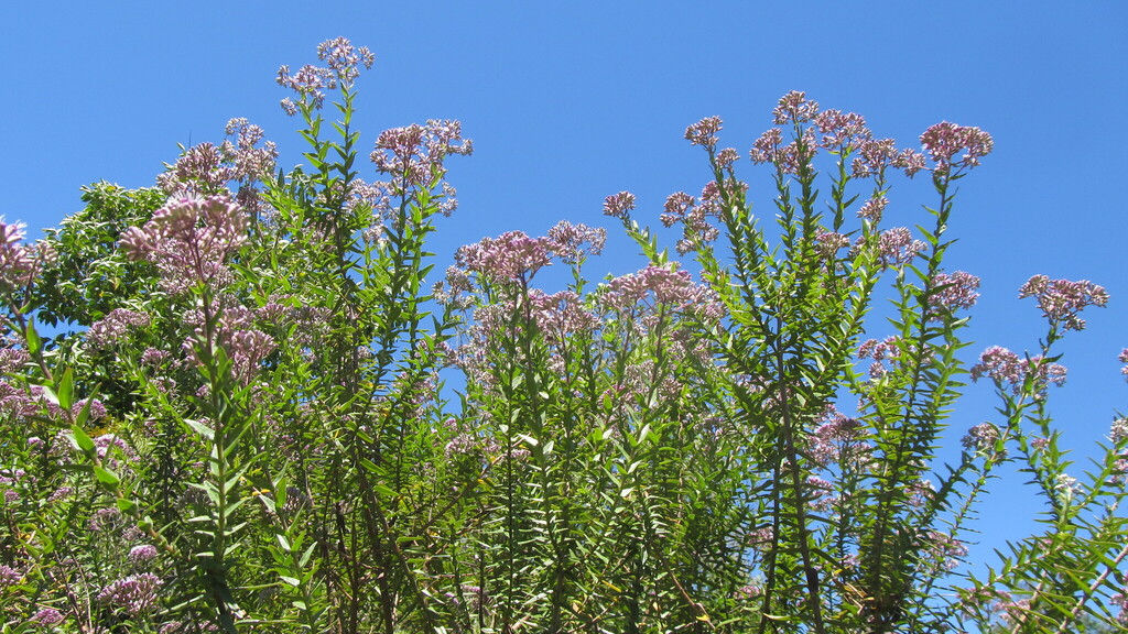 Trementina (Campovassouria cruciata)
