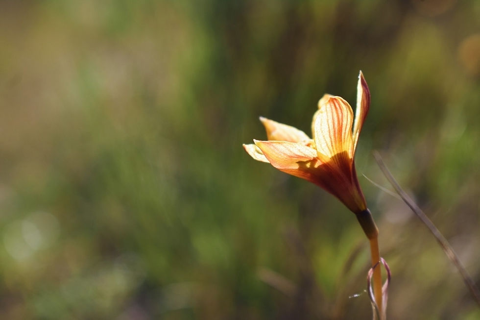 Miniatura: Azucenita amarilla (Zephyranthes tubispatha)