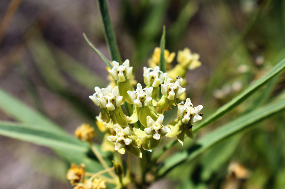 Yerba de la víbora (Asclepias mellodora)