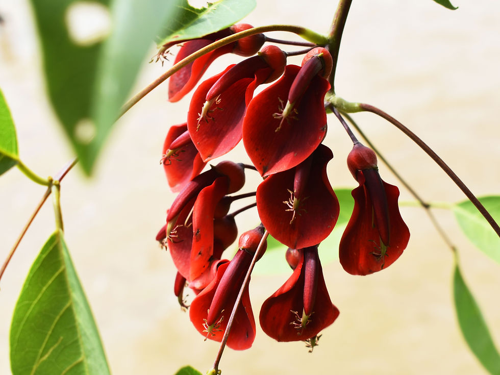 Flores de ceibo