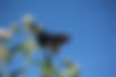 TALLER PRIMAVERAL: Las mariposas vuelven al jardín