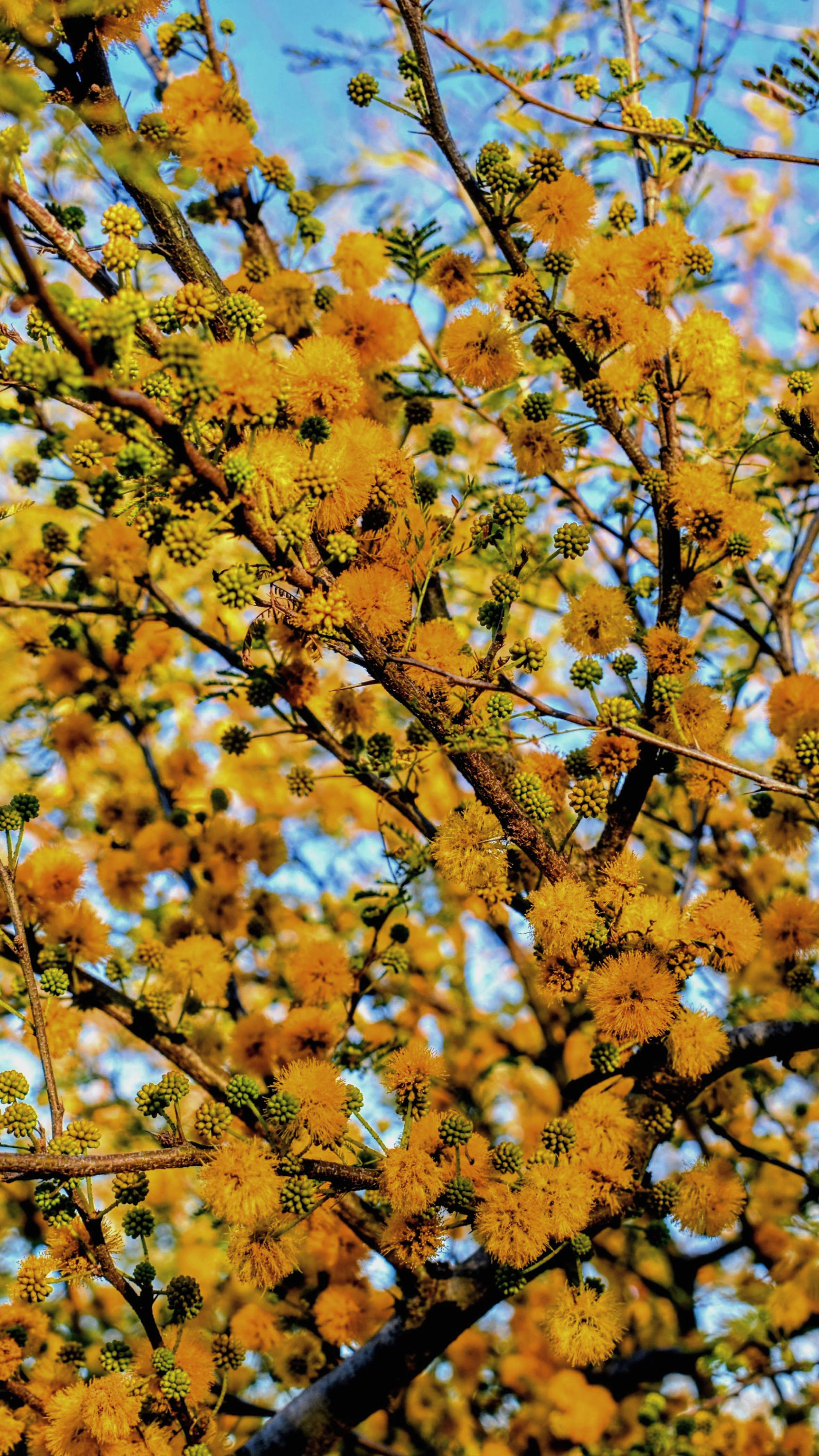 Espinillo (Vachellia caven)