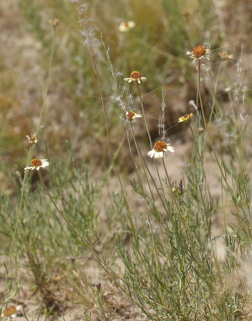 Miniatura: Margarita crema (Helenium uniflorum)