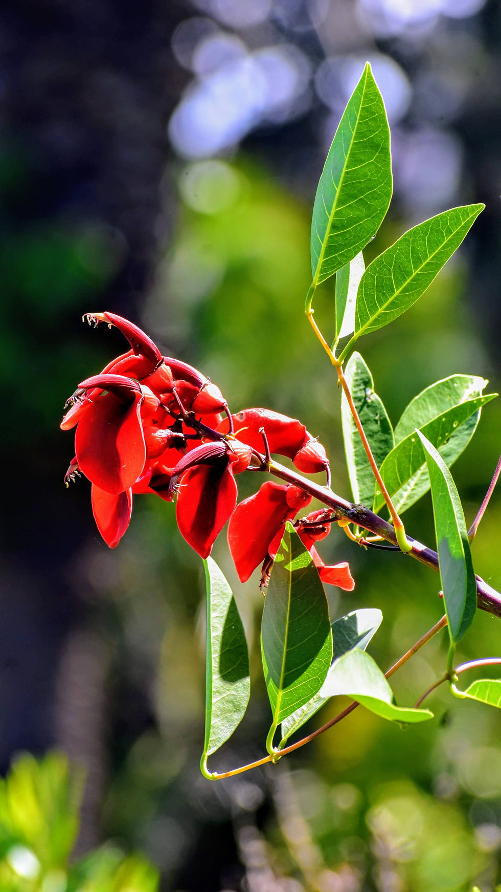 Ceibo (Erythrina crista-galli)