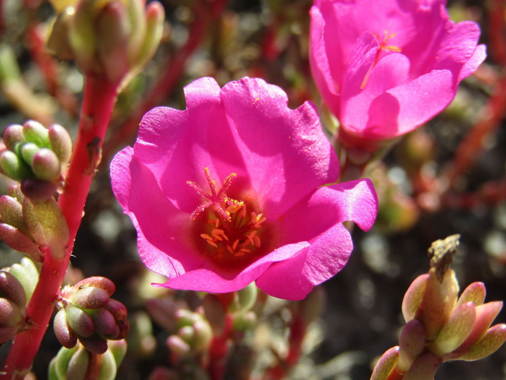 Suculenta Portulaca gilliesii + Maceta de barro cilindro 12