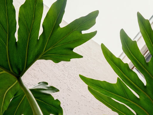 Los 5 errores que apagan un jardín y matan plantas